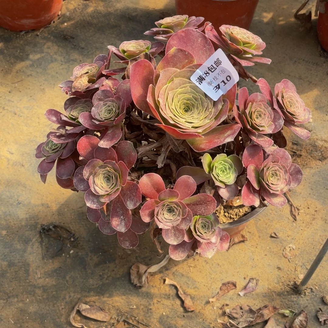 3710美金法师多肉断肢不包不售后