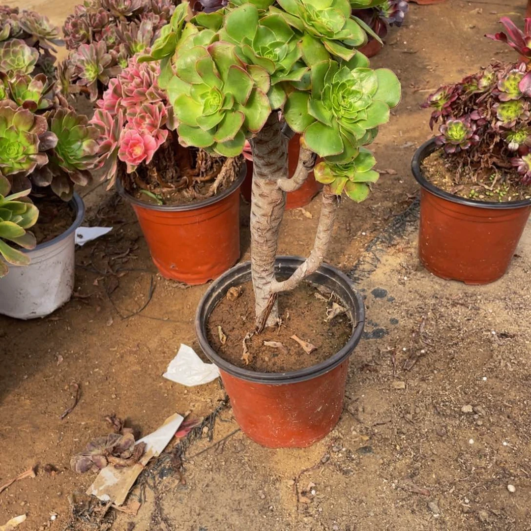 439绿玫瑰法师多肉断枝不包