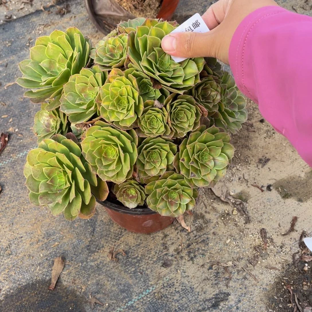 1975断枝法师多肉断枝不包