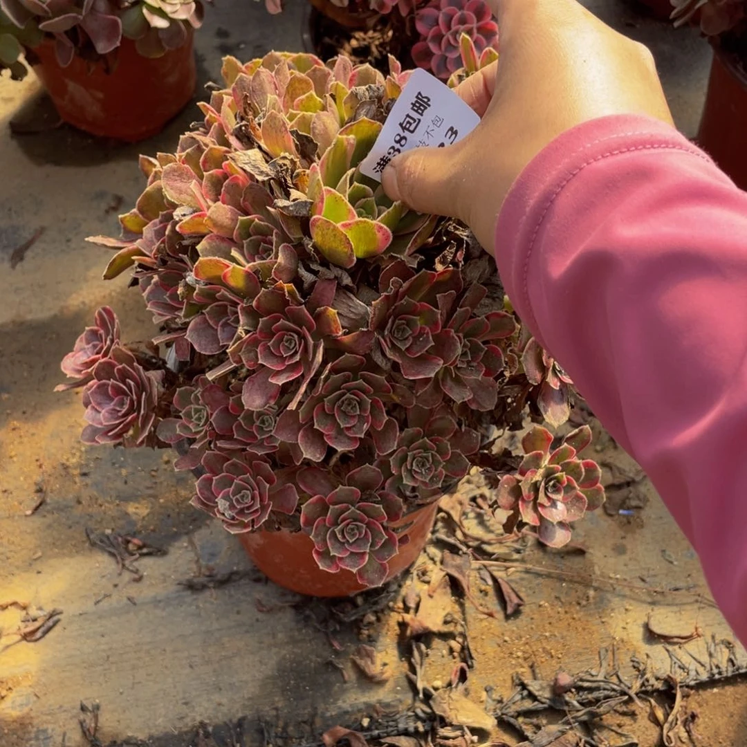 2623安娜法师多肉断枝不包不售后