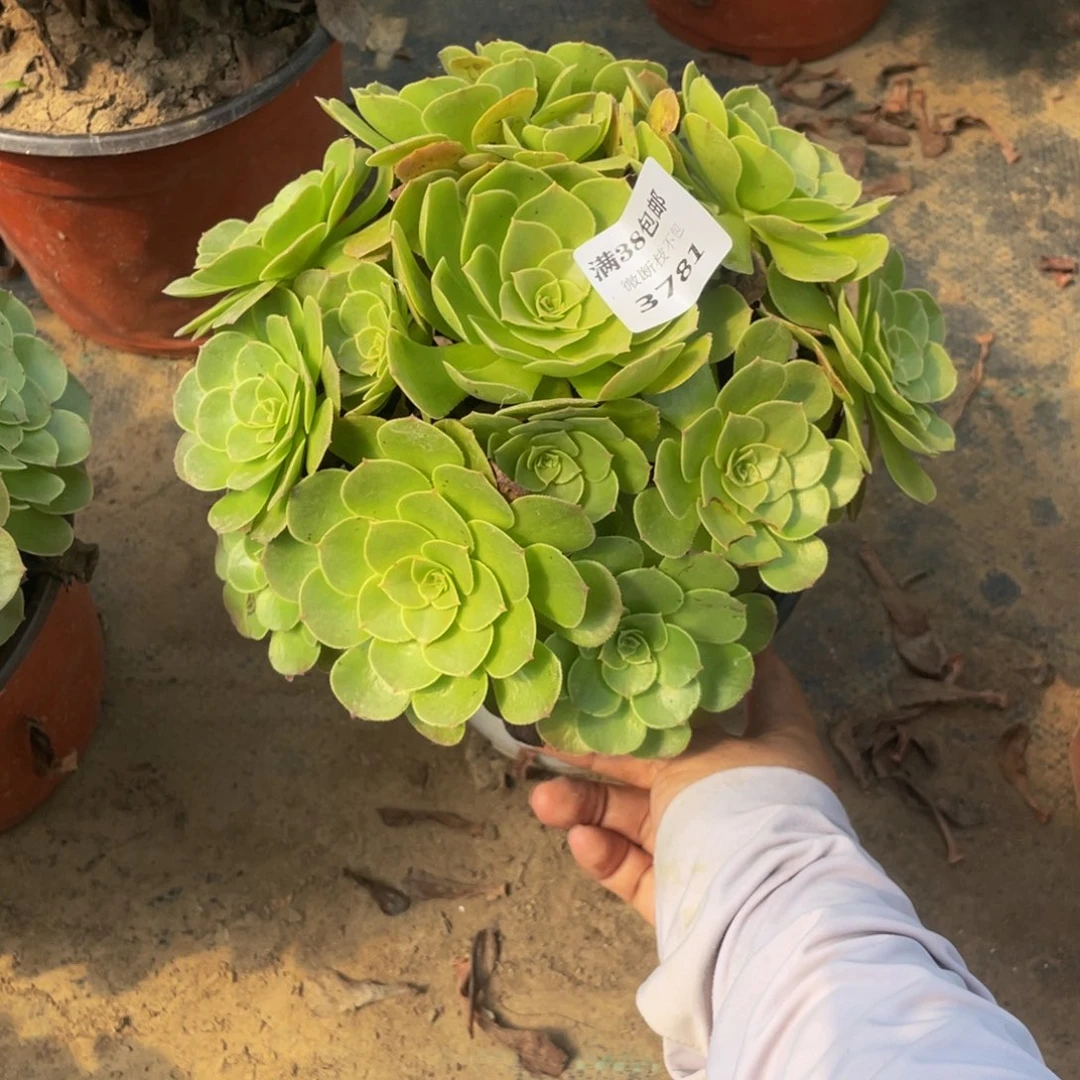 3781万法师多肉断肢不包不售后