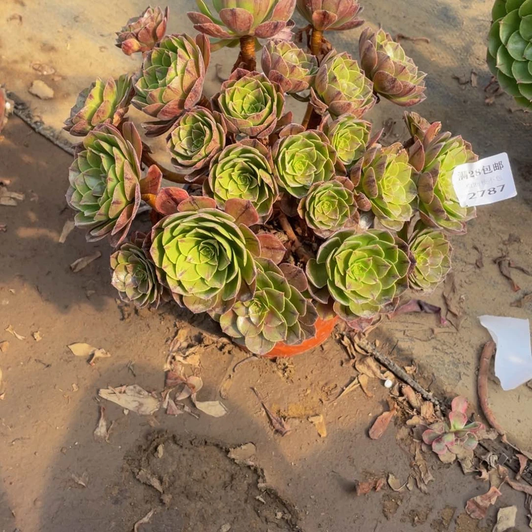 2787万拉斯法师多肉断枝不包