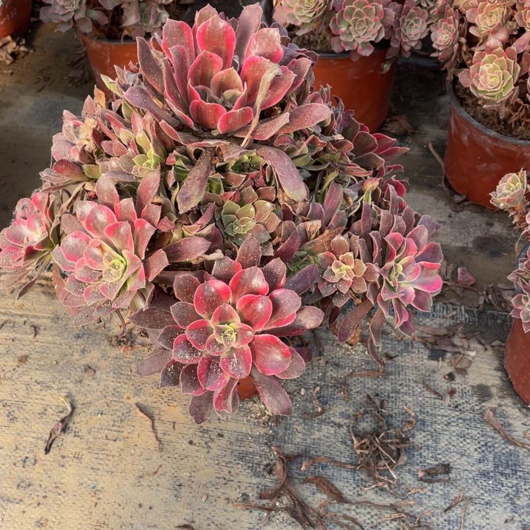 4071蒙娜丽莎法师多肉断肢不包不售后