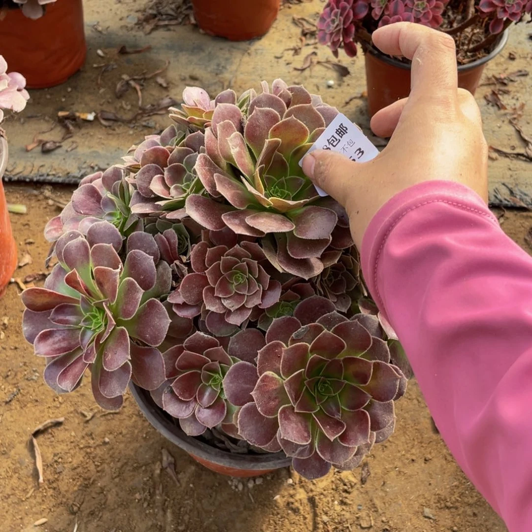 4753荷兰法师多肉断枝不包不售后