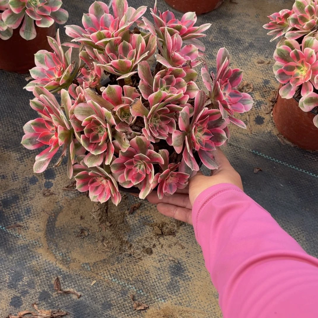 453分女法师多肉断枝不包