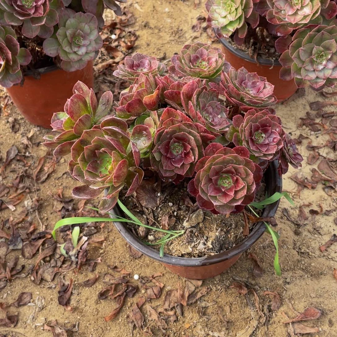 1603黑魔法师多肉断枝不包