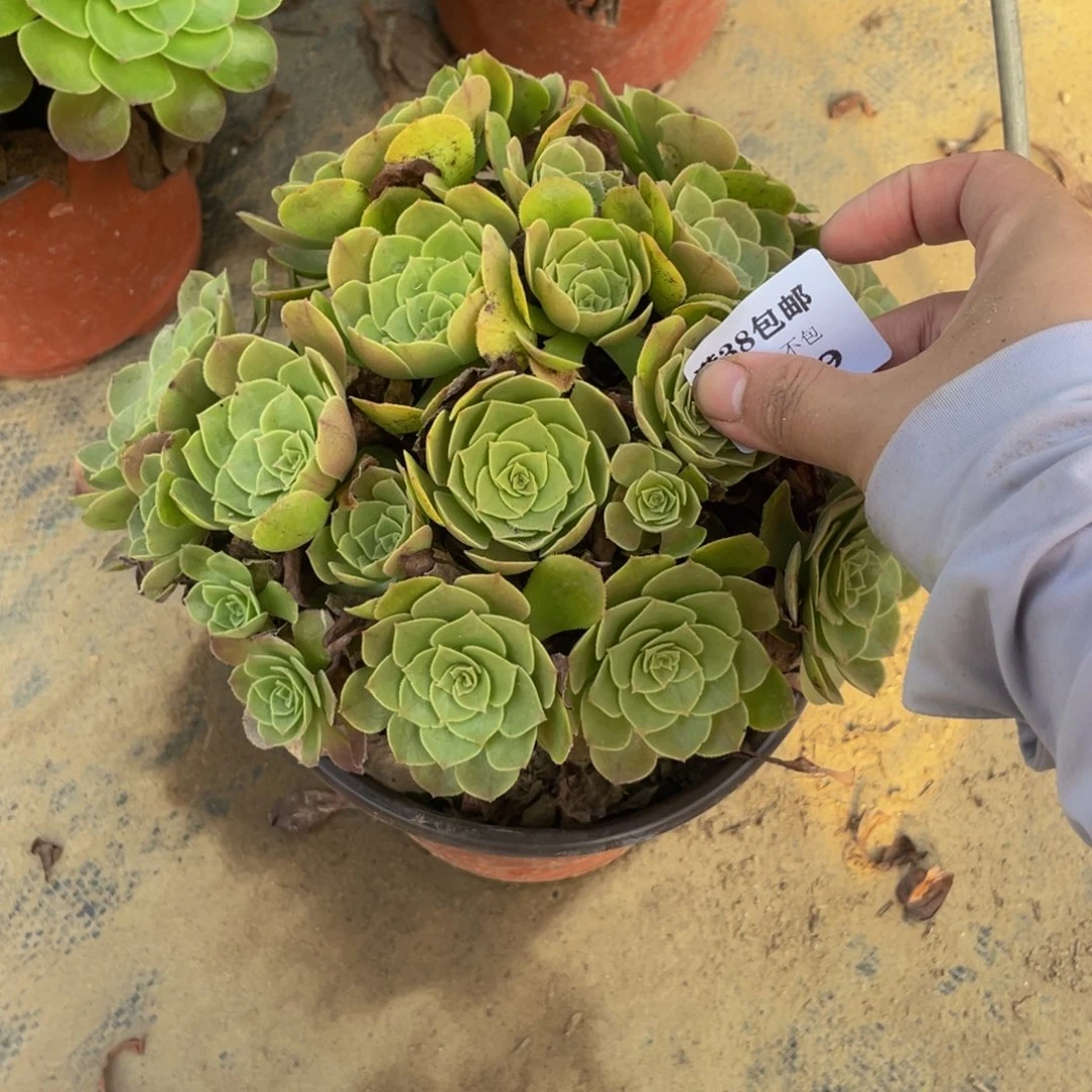 3649万法师多肉断肢不包不售后