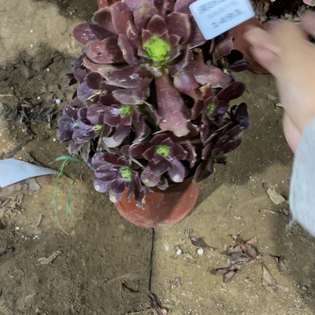 1491尺演练法师多肉断枝不包