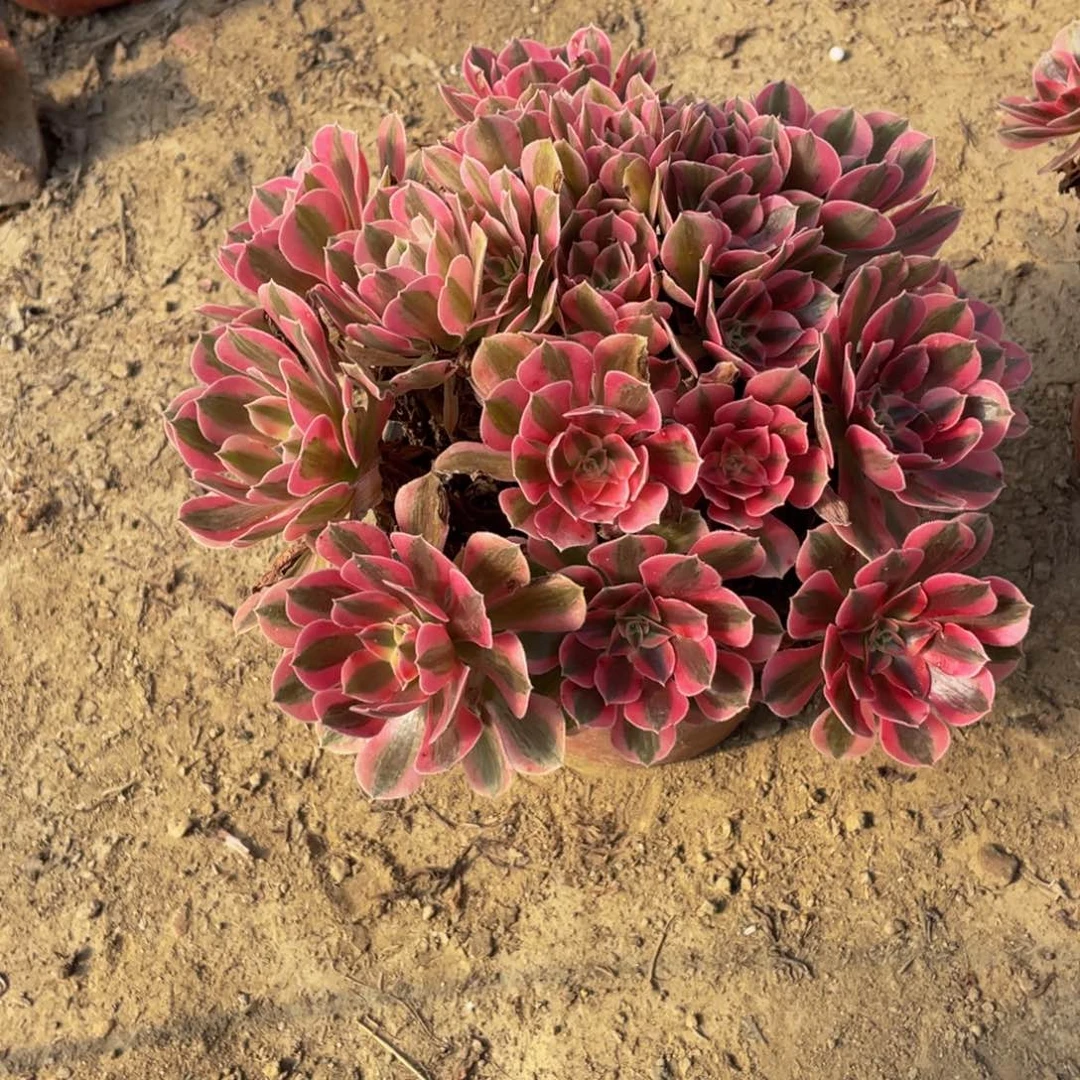 1206分女法师多肉断枝不包