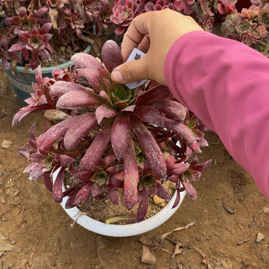 4739孔雀法师多肉断枝不包不售后