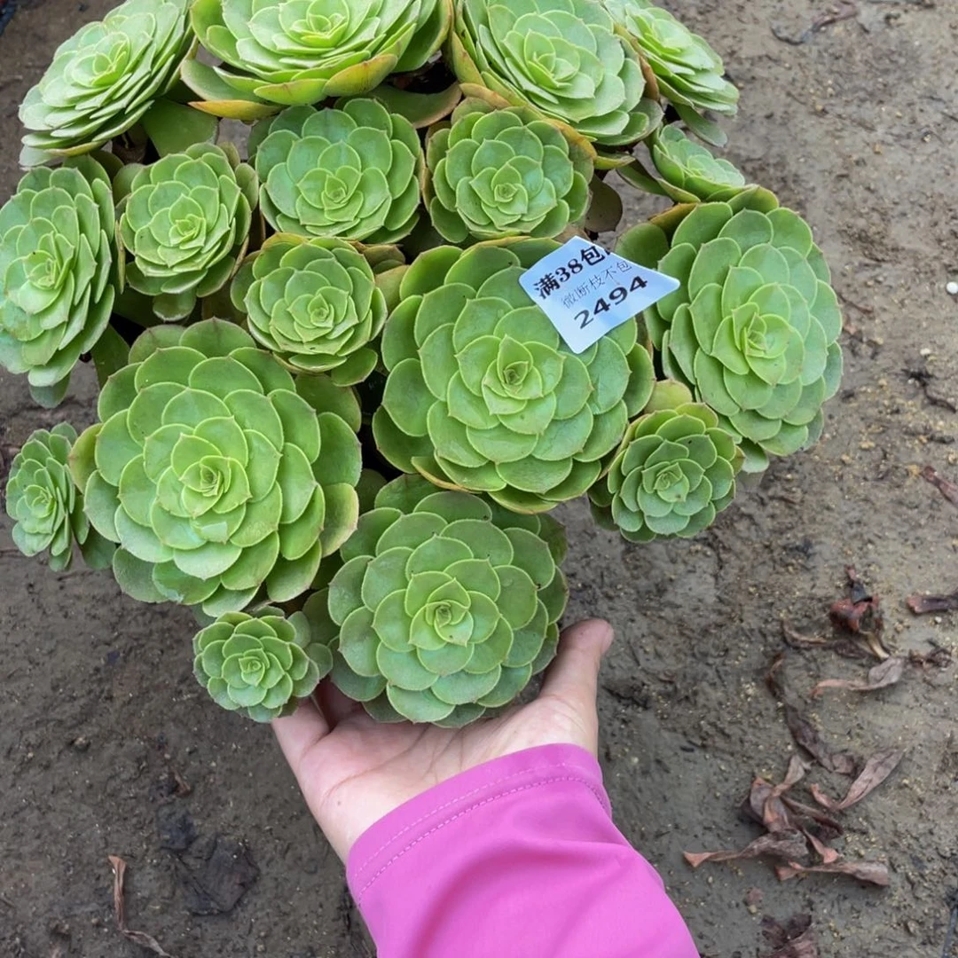 2494万圣节法师多肉断枝不包不售后