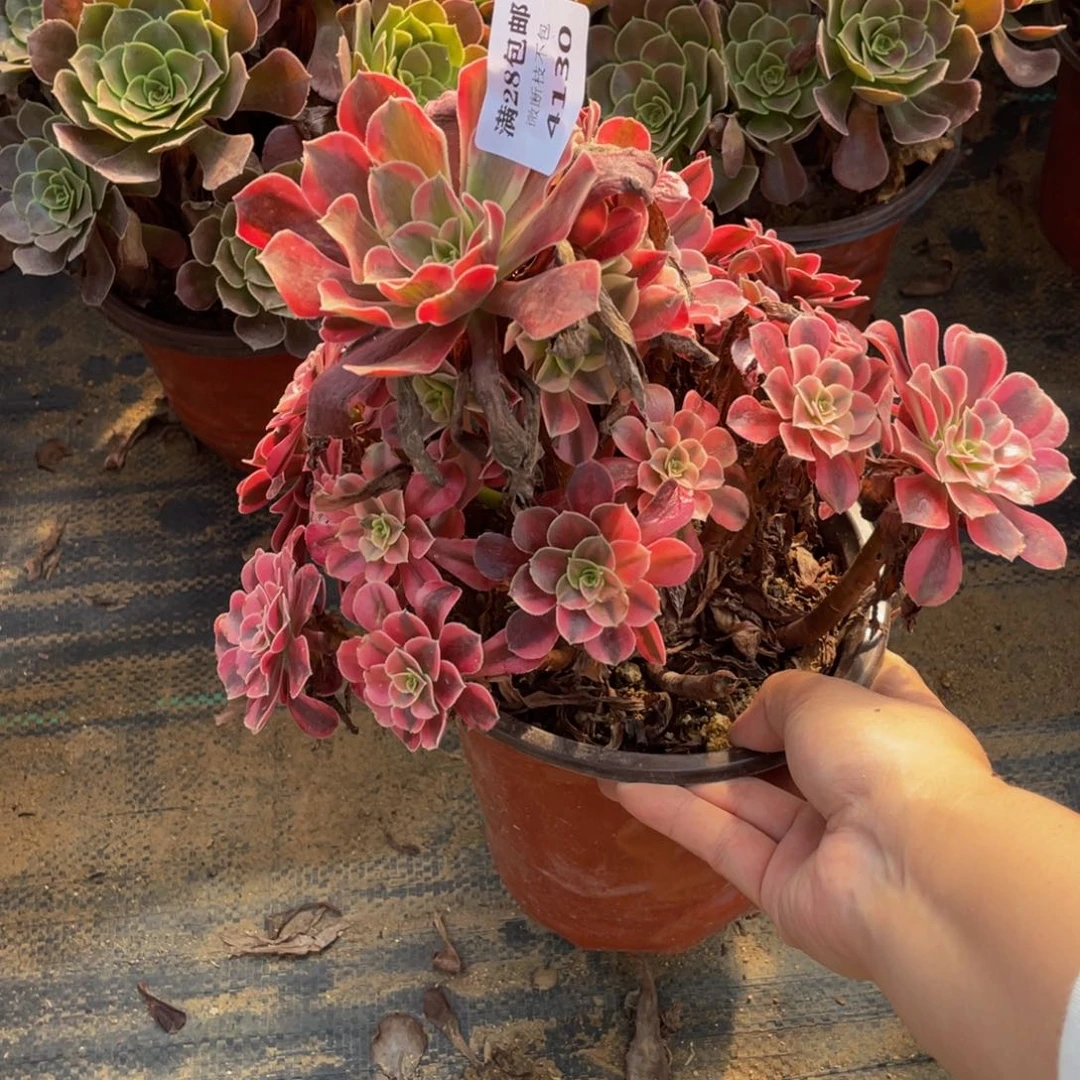 4130美杜莎法师多肉断肢不包不售后