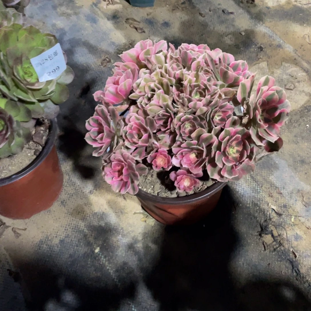 300分女法师多肉断枝不包