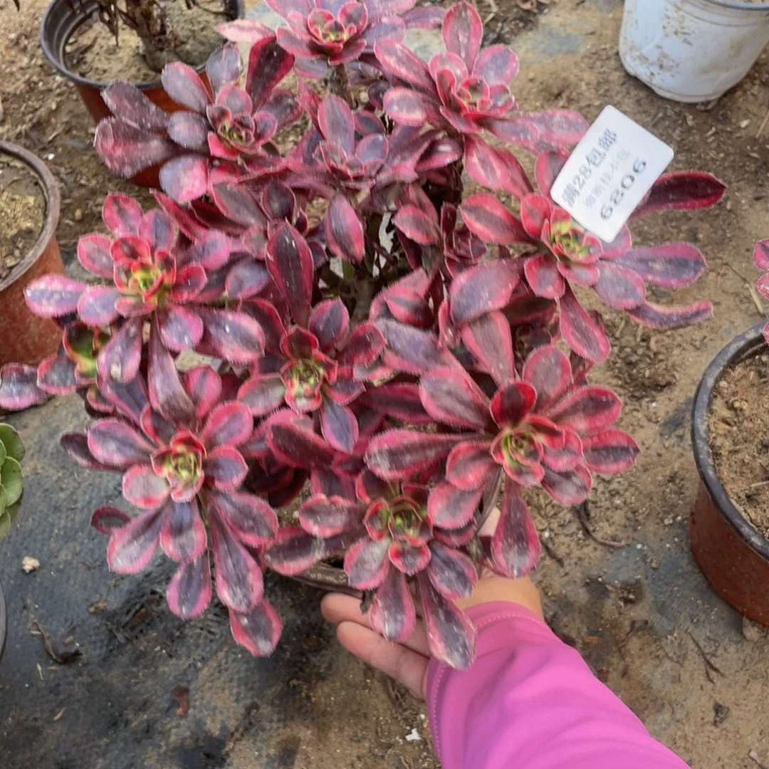 全****哥6806香奈鹅法师多肉断枝不包不售后