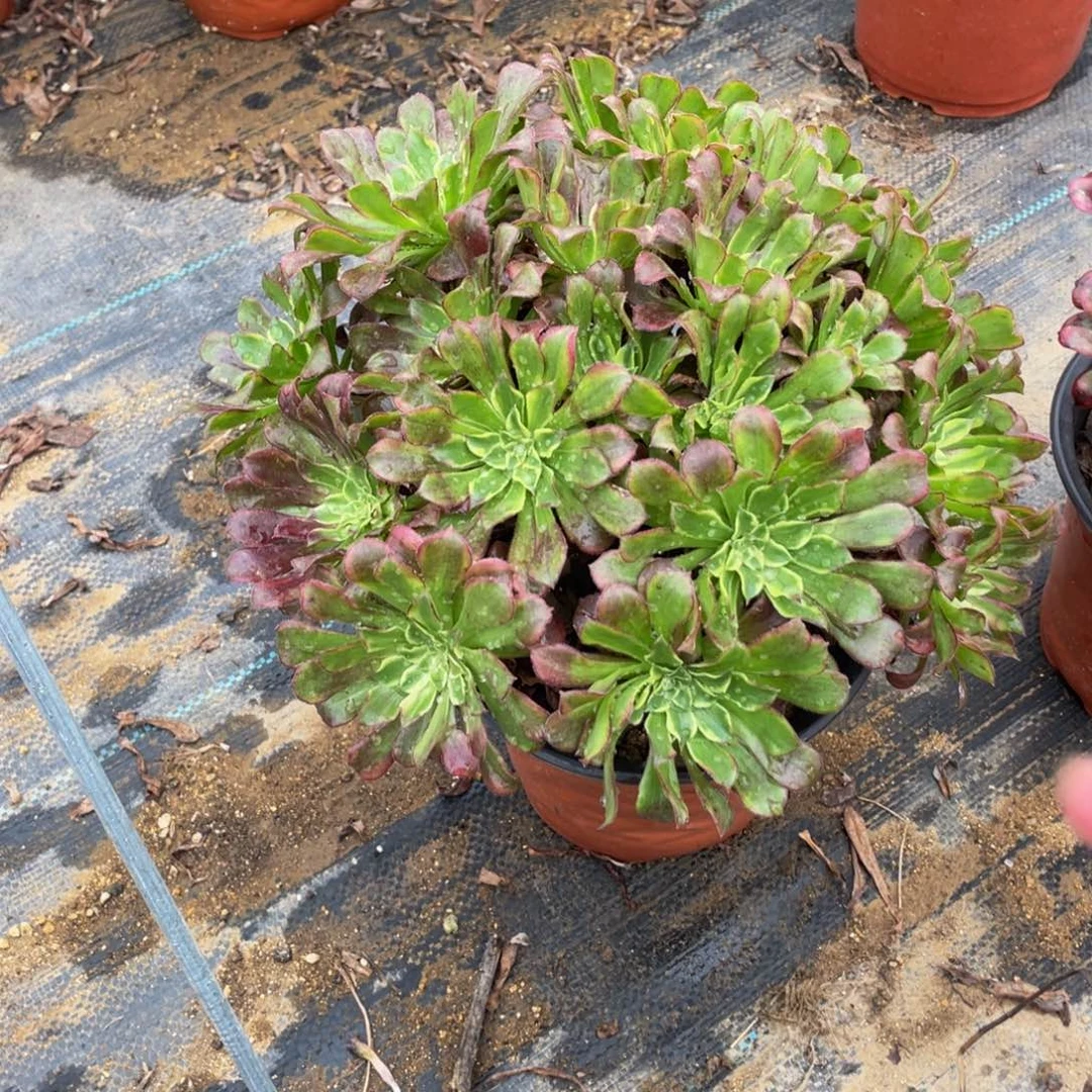 353黑天鹅法师多肉断枝不包