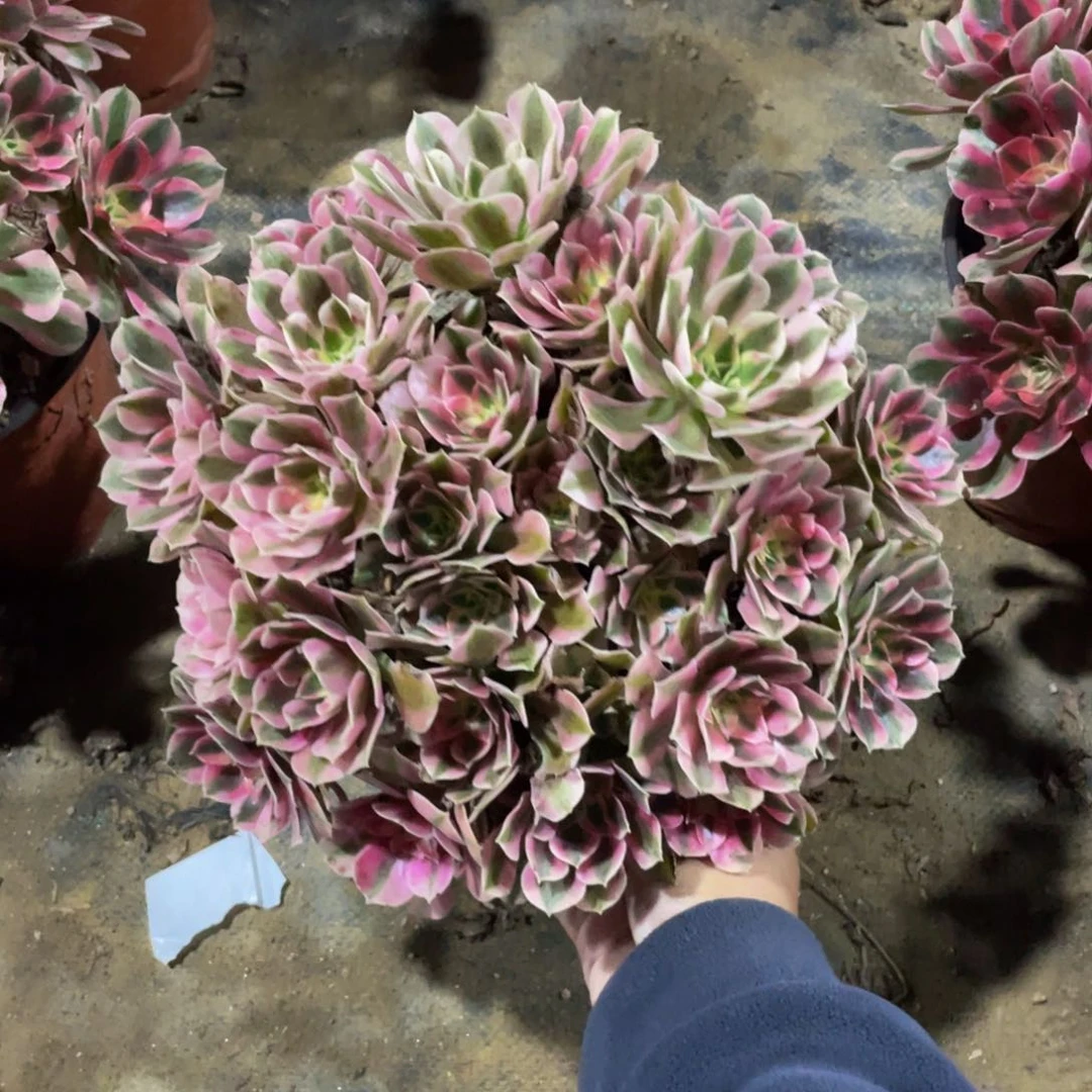 1201分女法师多肉断枝不包