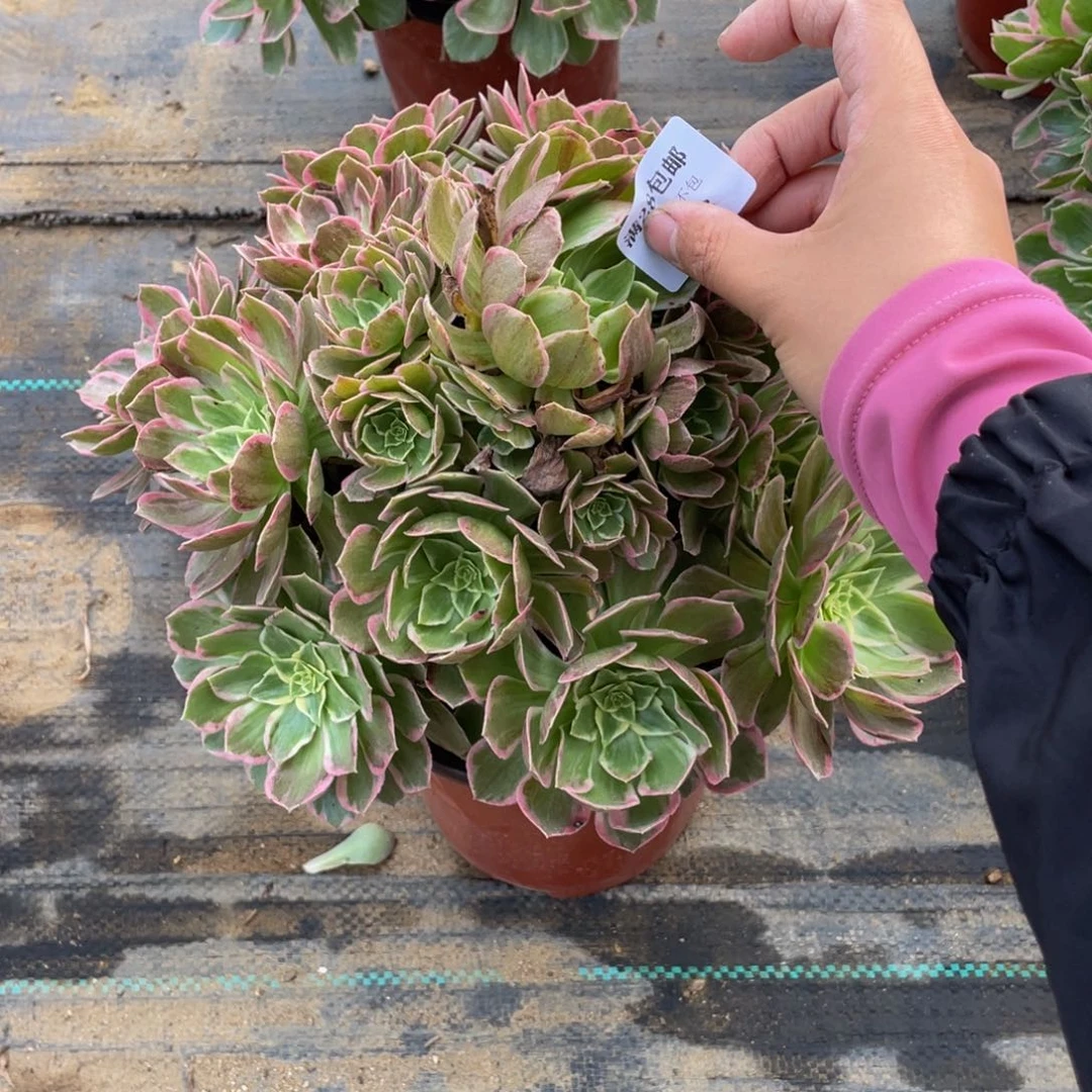 383万花筒法师多肉断枝不包