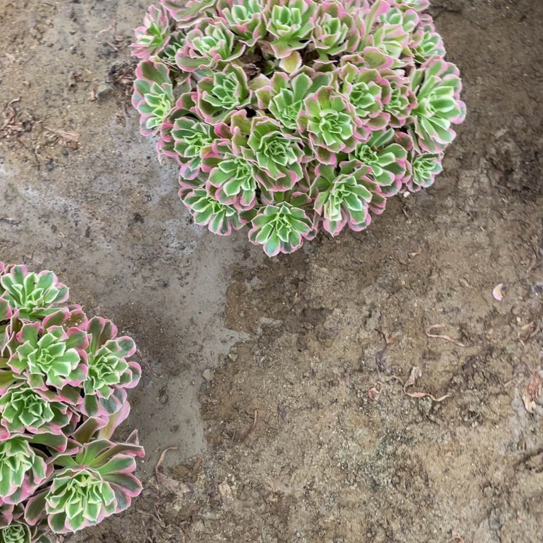 1897雨花石法师多肉断枝不包