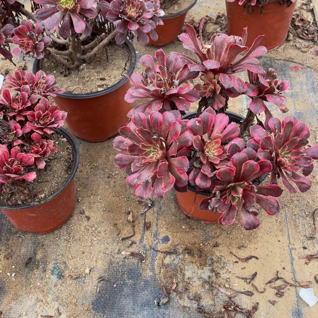 1686黑法师多肉断枝不包