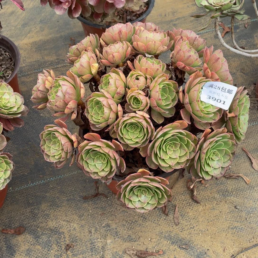 3901万拉丝法师多肉断枝不包