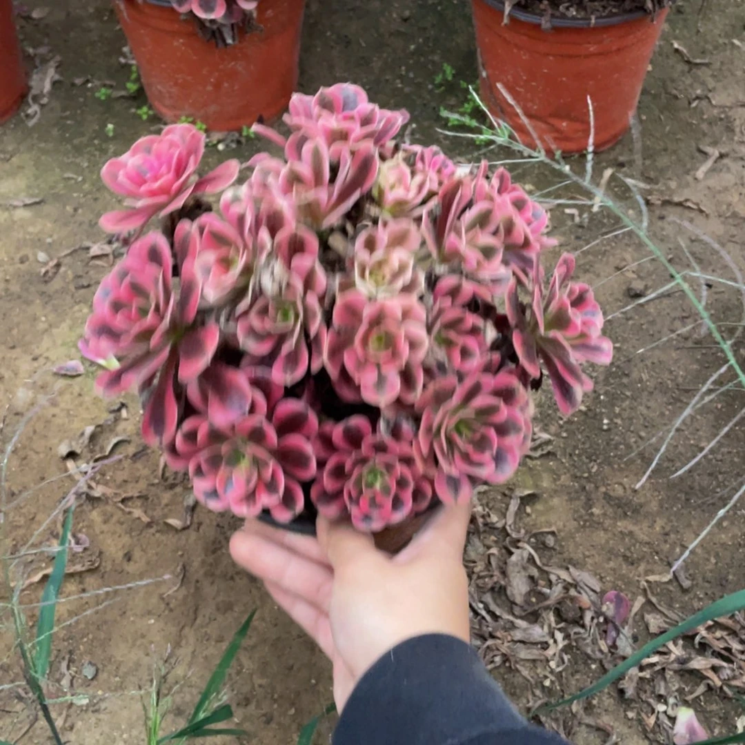 283美杜莎法师多肉断枝不包