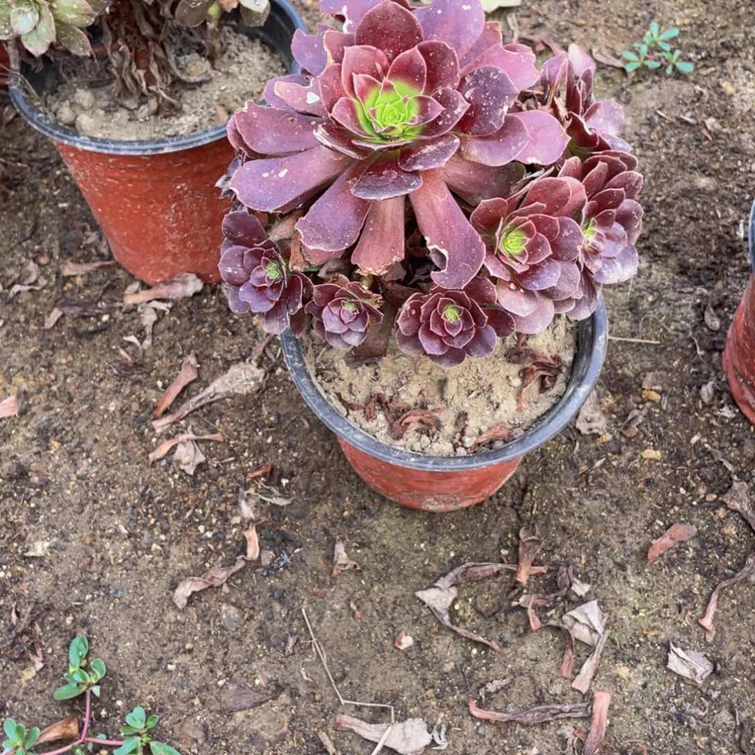 501尺演练法师多肉断枝不包