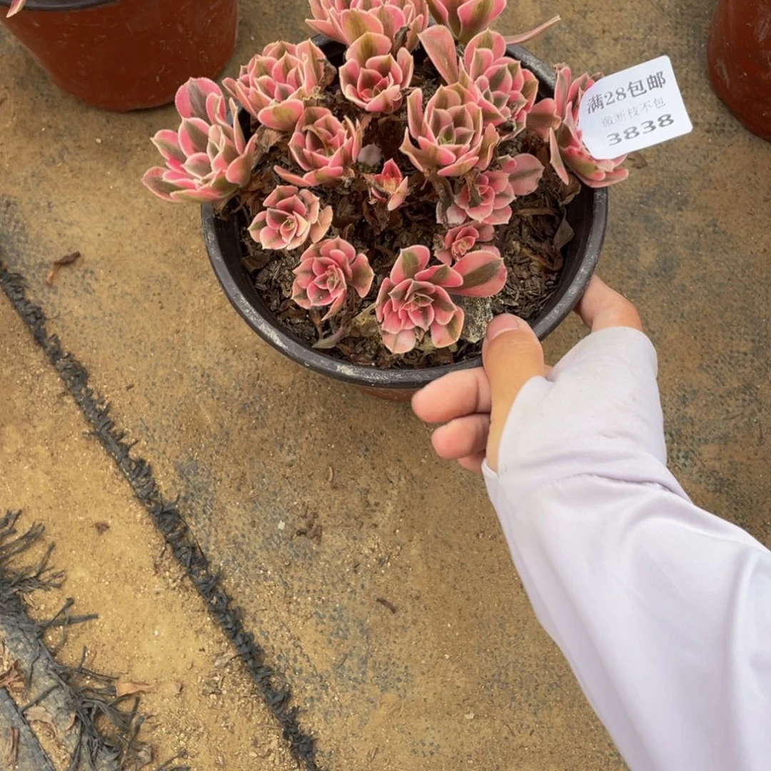 3838分女法师多肉断枝不包