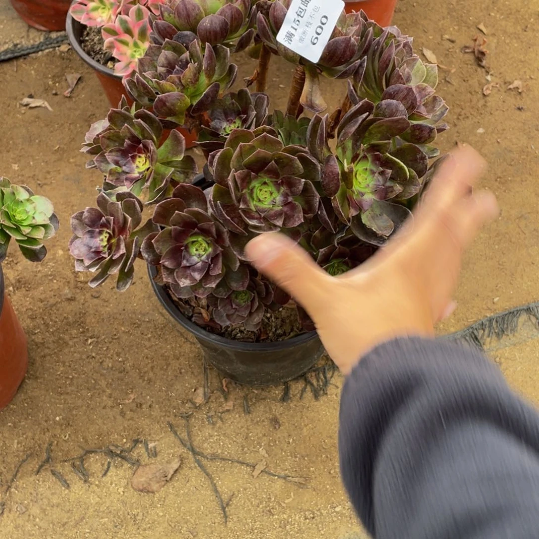 600黑魔法师多肉断枝不包