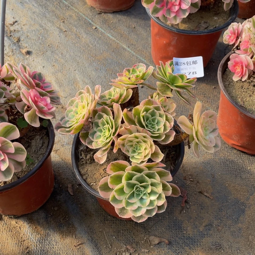 浅*1278玉姿法师多肉断枝不包