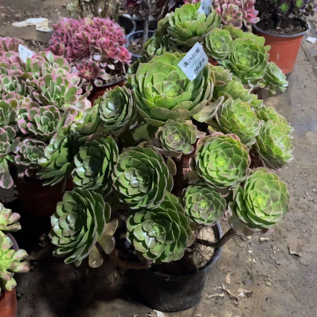 2679万法师多肉断枝不包