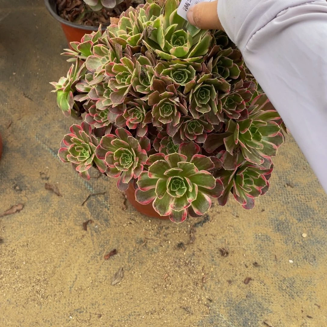 3831安娜法师多肉断枝不包