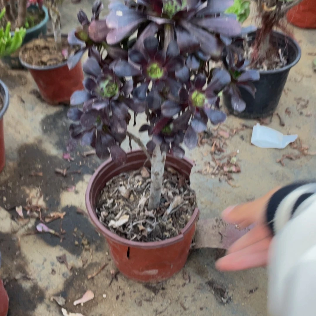 2873黑法师法师多肉断枝不包