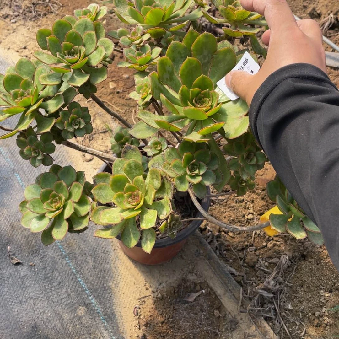 5121彩蝶法师多肉断枝不包不售后