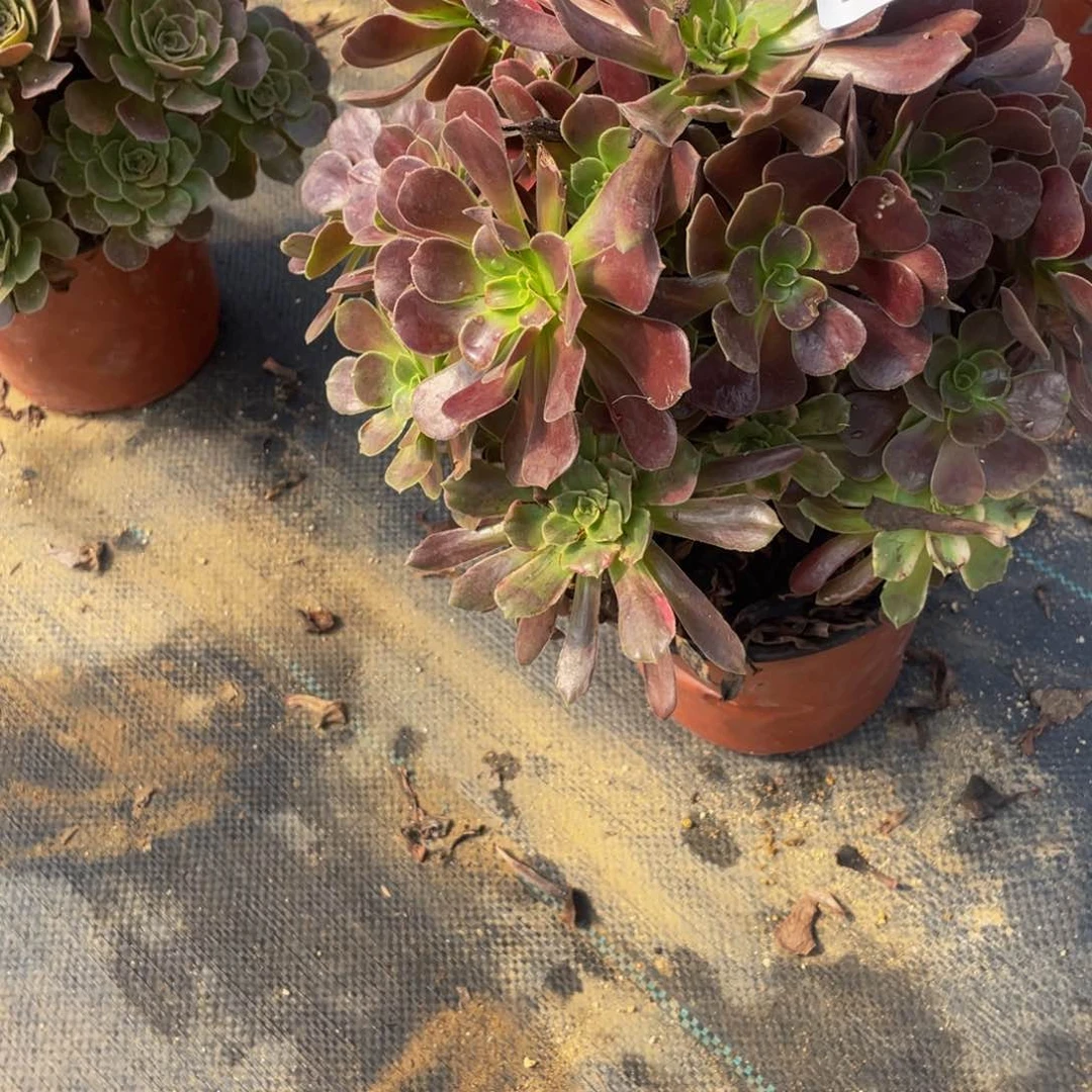 3719满江红法师多肉断肢不包不售后