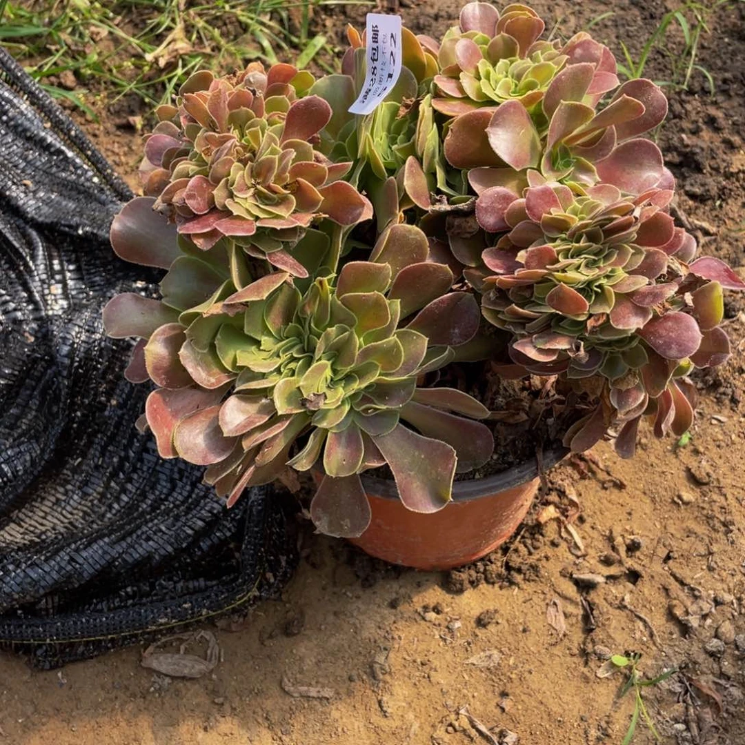 5122玫瑰法师多肉断枝不包不售后