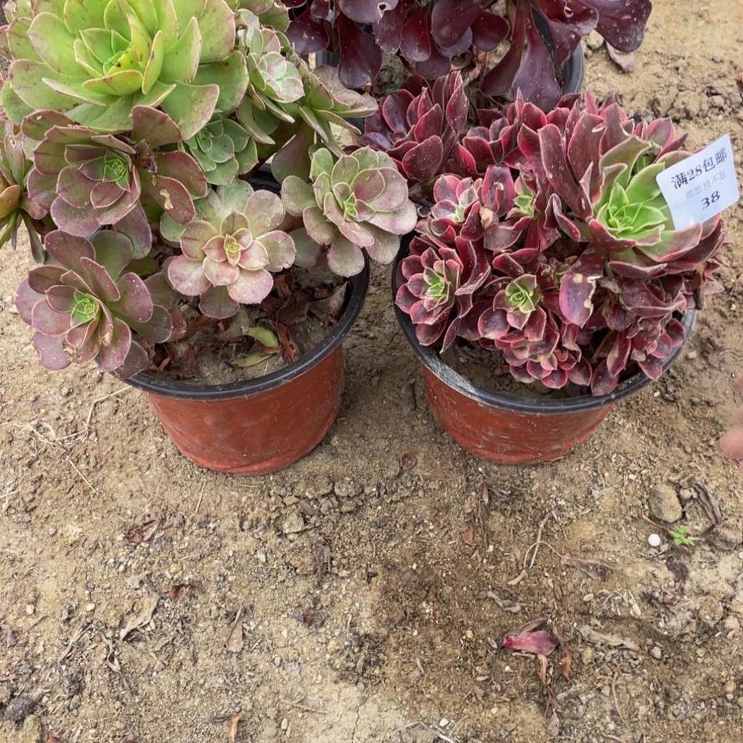 38，3颗法师多肉断枝不包