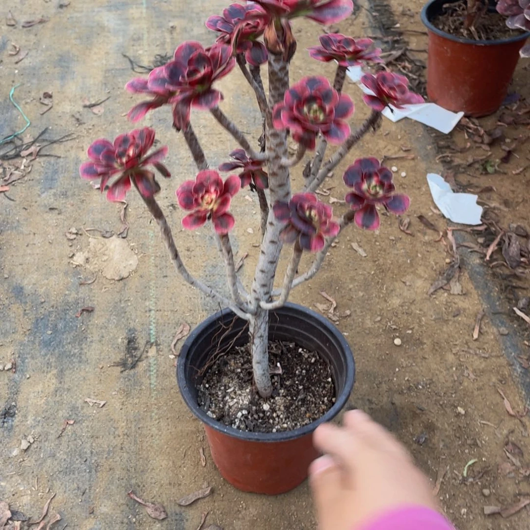 6874想把额法师多肉断枝不包不售后