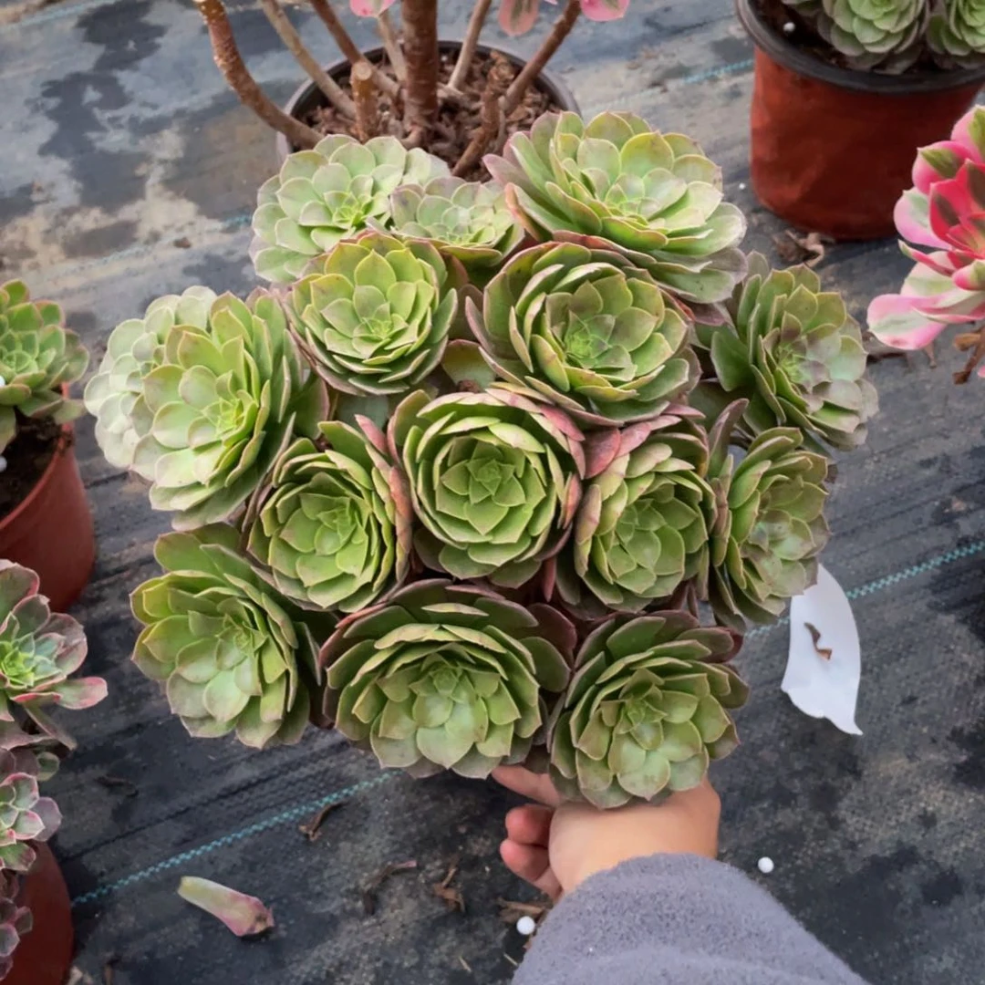 2258万法师多肉断枝不包