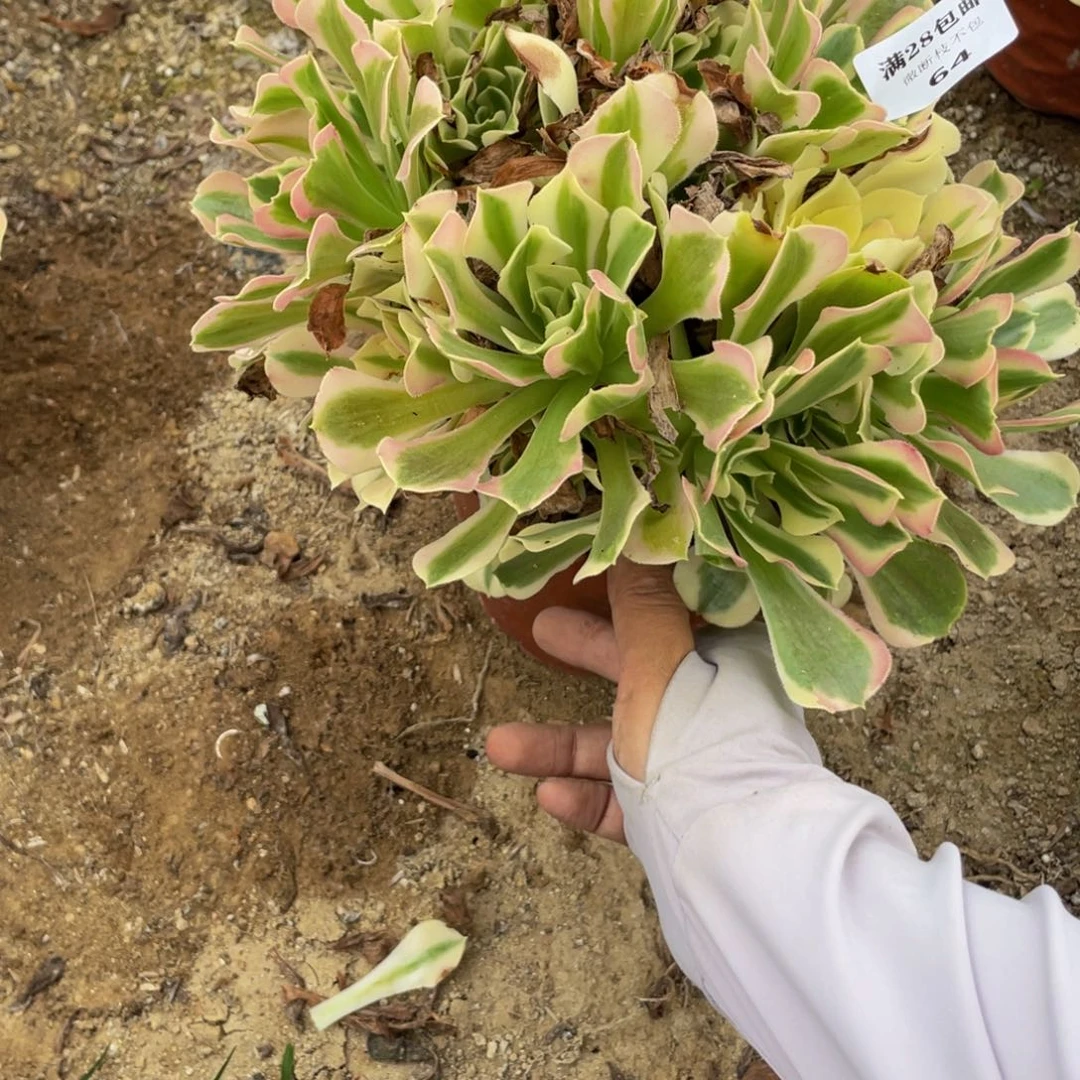 64 法师多肉断枝不包