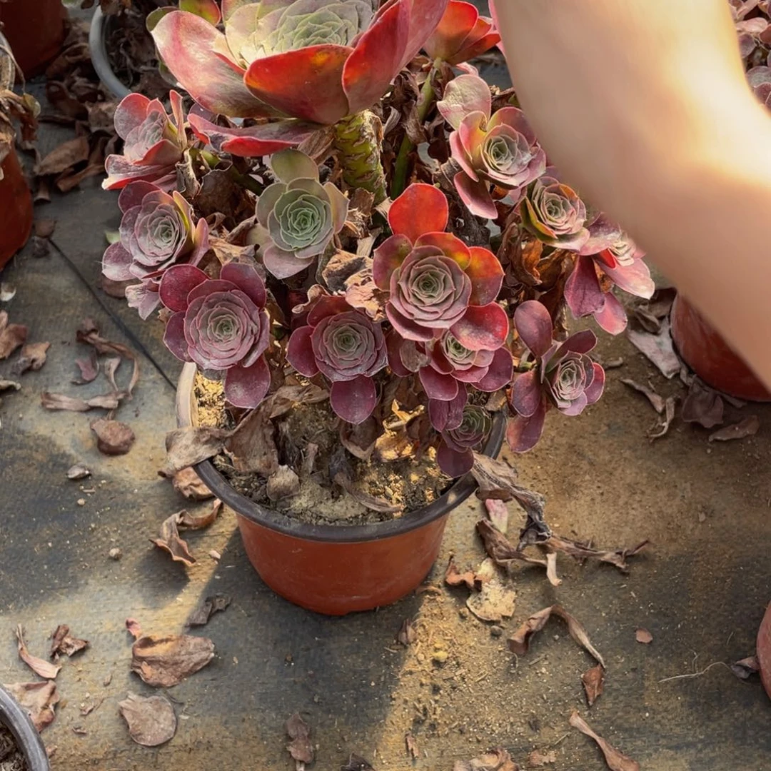 4114美金法师多肉断肢不包不售后