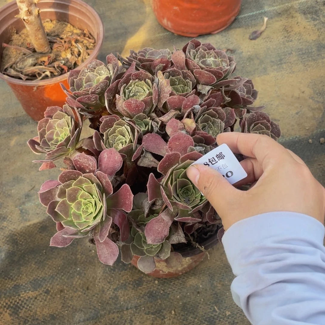 3620荷兰法师多肉断肢不包不售后