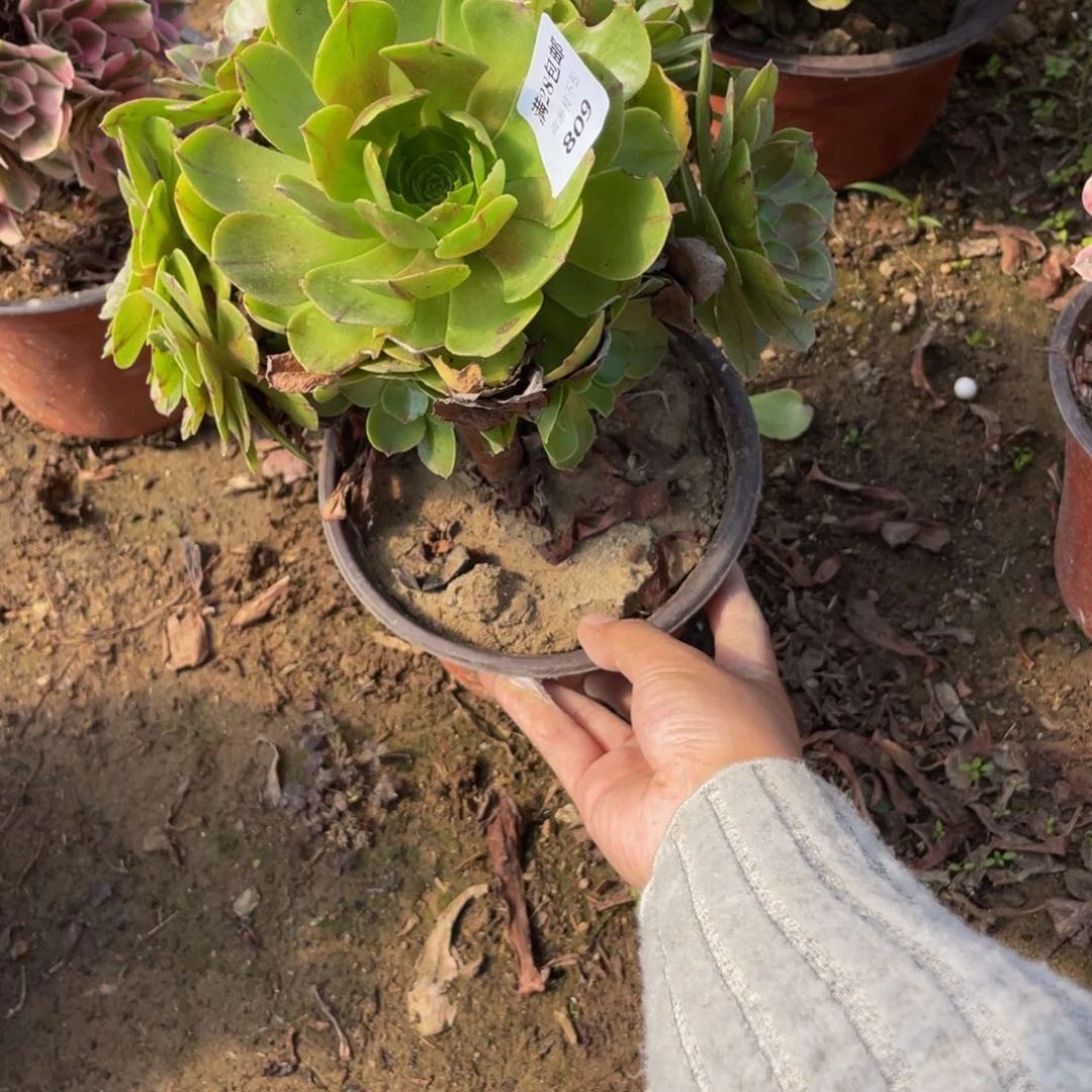 809万拉斯法师多肉断枝不包