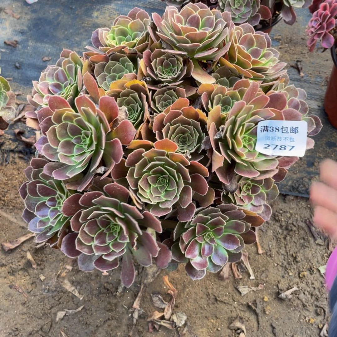 阳*2787荷兰法师多肉断枝不包不售后