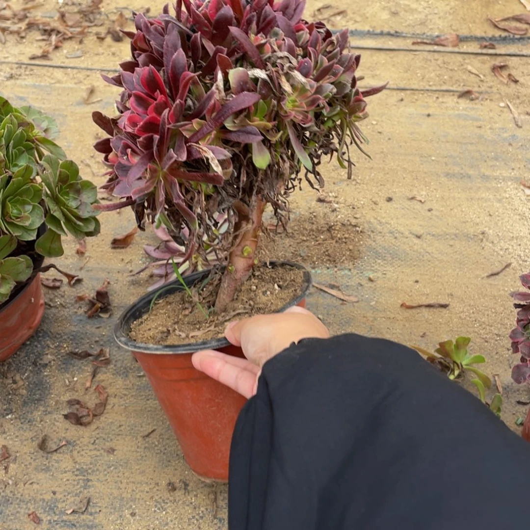 1845蒙娜丽莎断枝法师多肉断枝不包