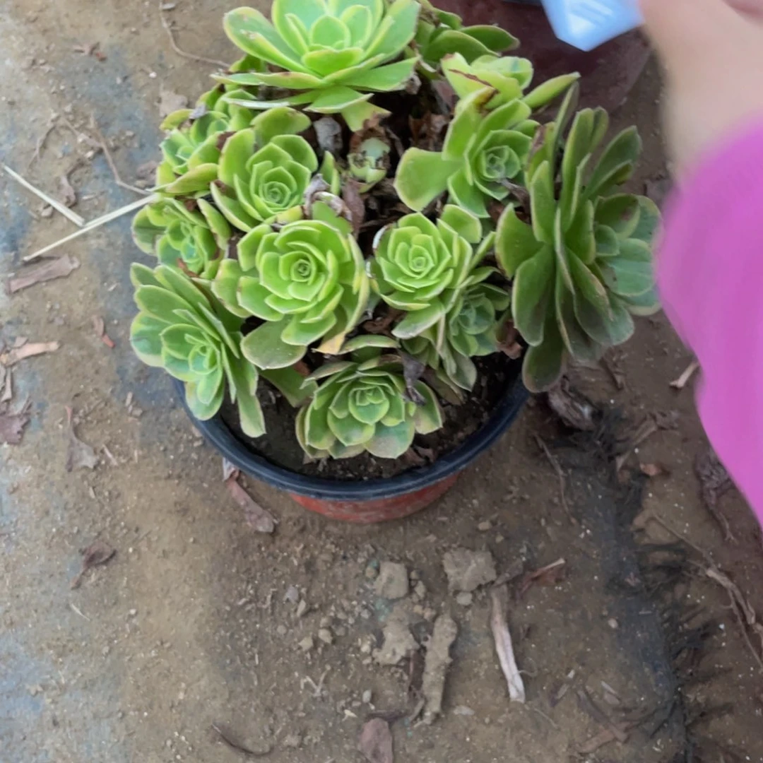 6919奶白法师多肉断枝不包不售后