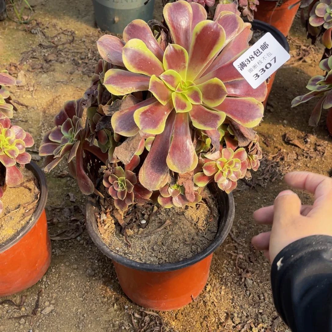 3307欧嘉莉法师多肉断枝不包不售后