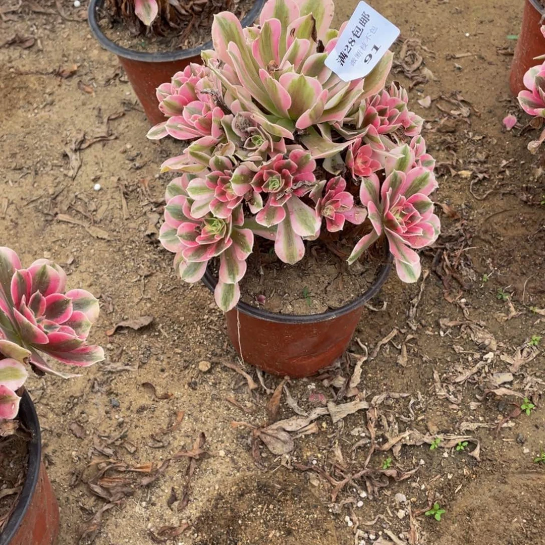 91分女法师多肉断枝不包