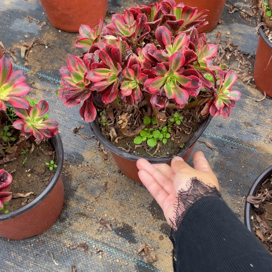 373美杜莎有砍法师多肉断枝不包