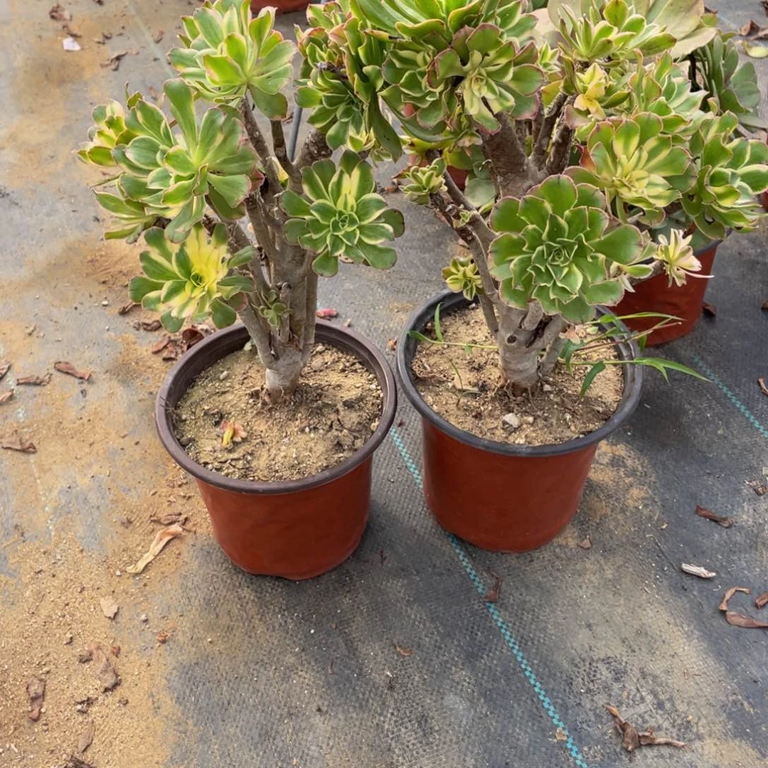 162，艳日伞断枝法师多肉断枝不包