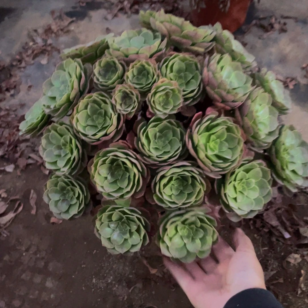 257沙拉碗法师多肉断枝不包